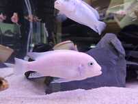 Pyszczak red red metriaclima estherae malawi
