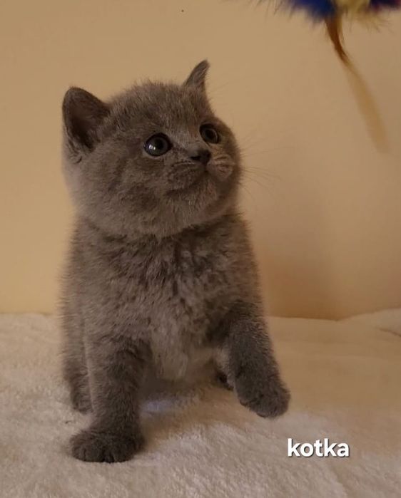 Kot brytyjski kociak