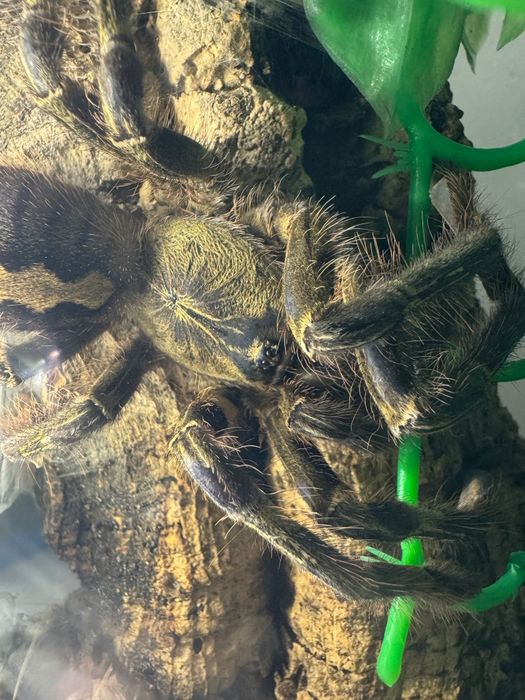 Preparaty na zamowienie