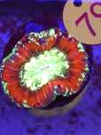 Trachyphyllia Rainbow WYSIWYG #79 koralowce akwarystyka morska Kraków