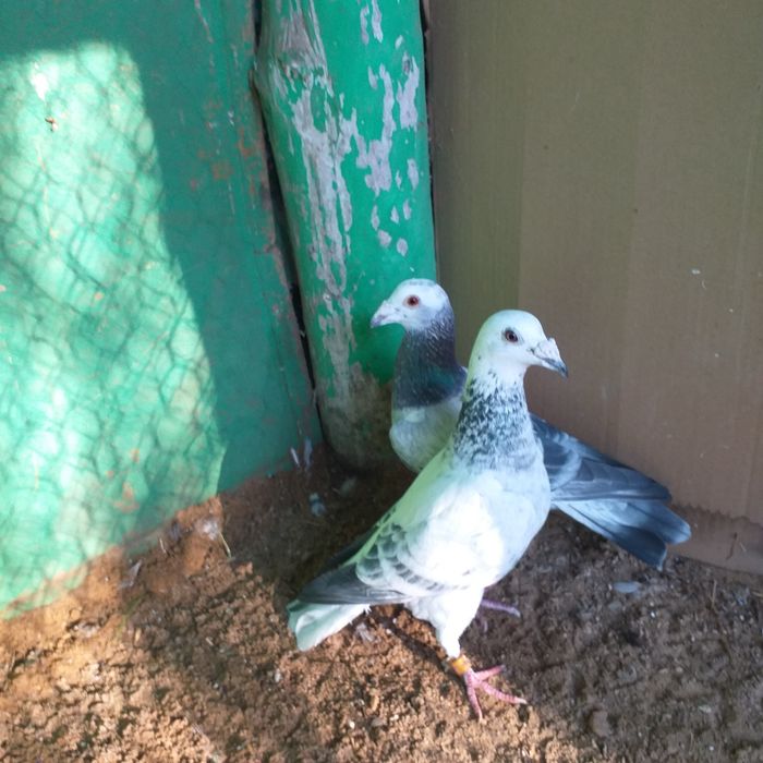 Gołębie pocztowe