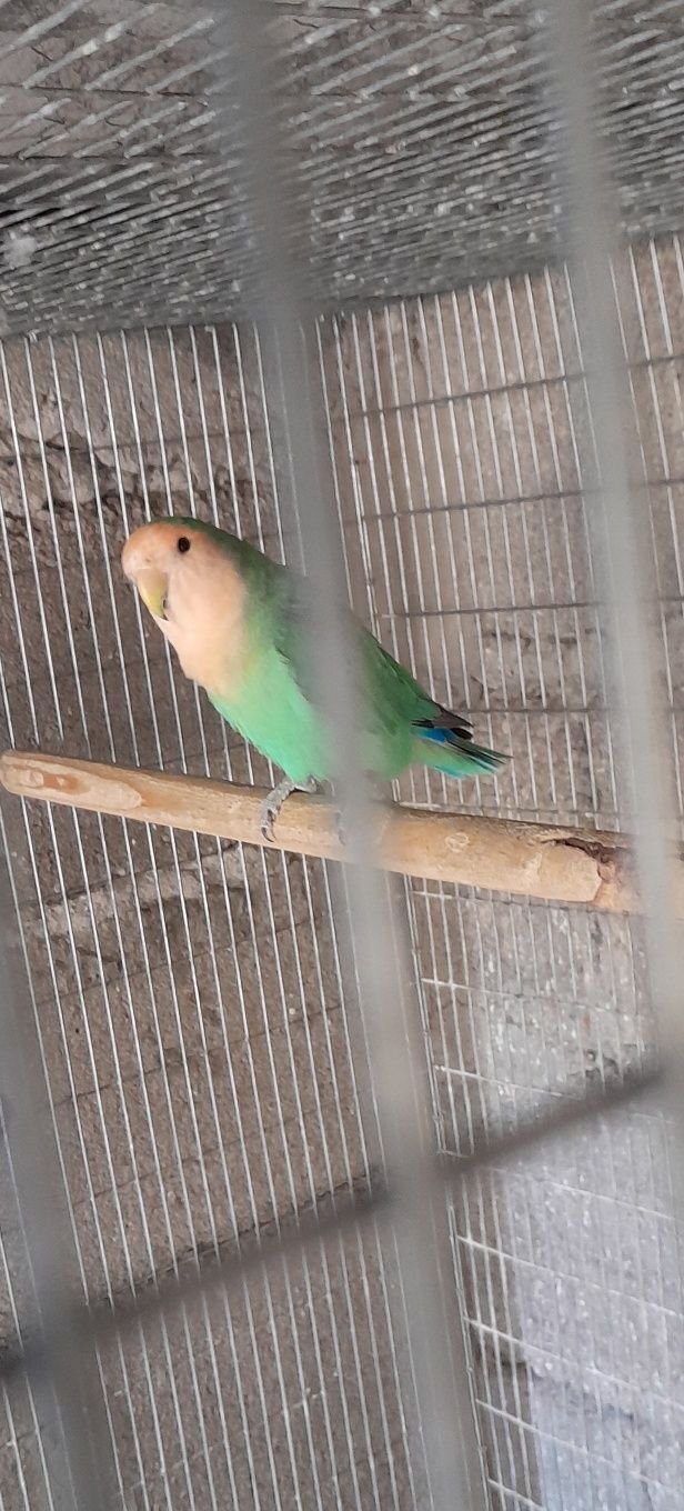 Agapornis longfeather