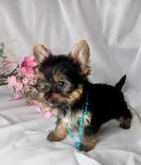 Yorkshire Terrier - suczka