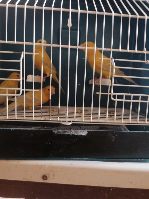 C  A  N  A  R  I  O  S