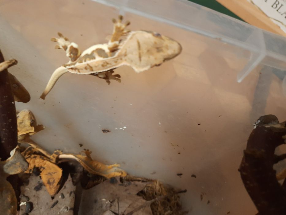 Gekony orzęsione- młode