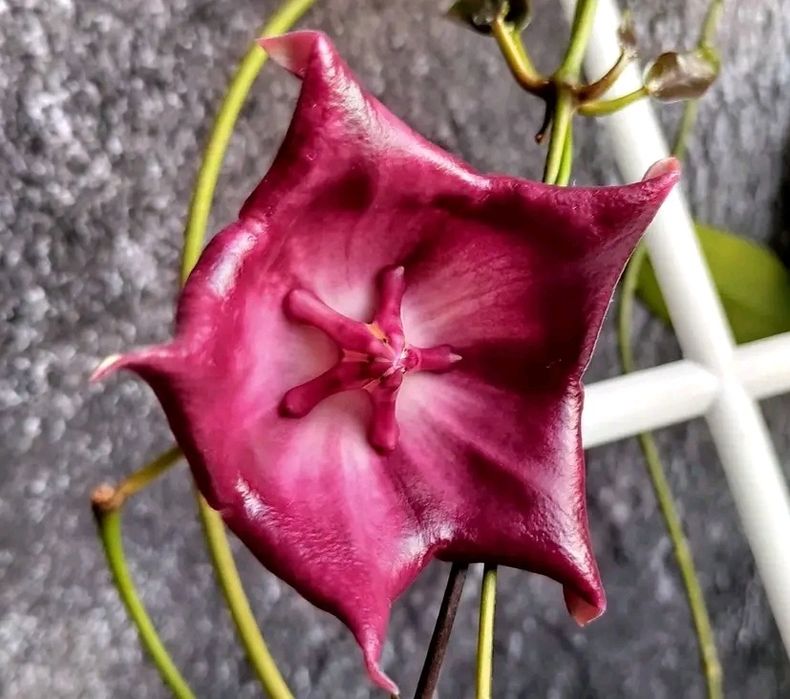Hoya Macgillivrayi Pandanus Creek