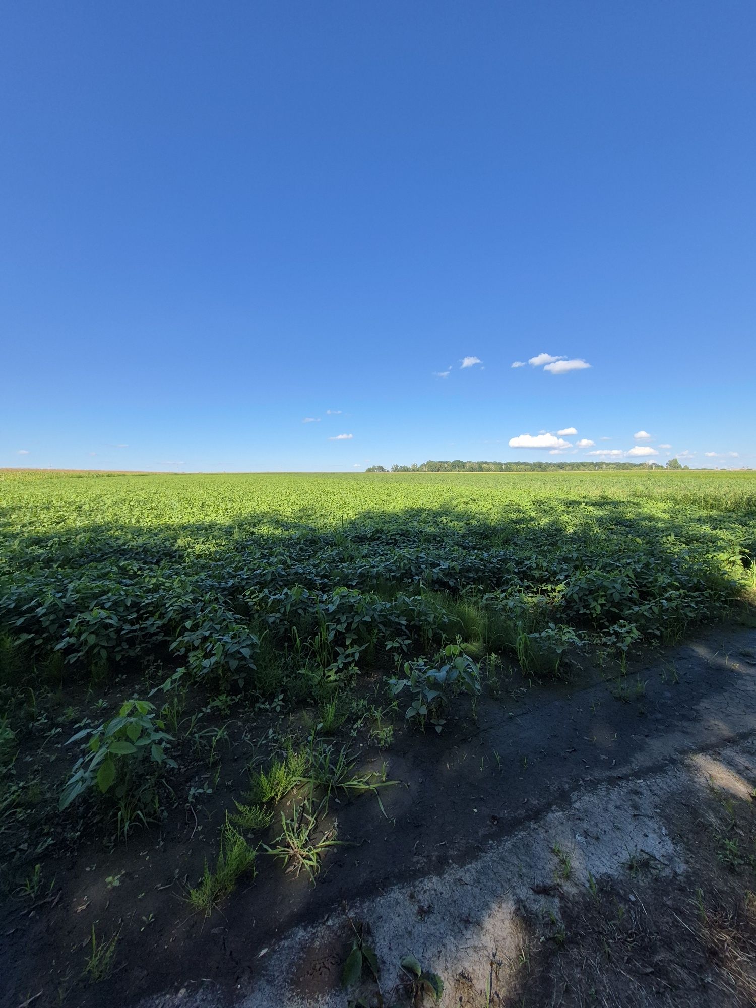 Продаж земельної ділянки в с.Писарівка