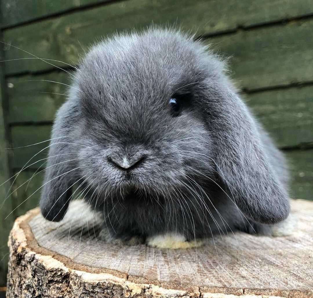 KIT Coelhos anões orelhudos, mini lop adoráveis e super inteligentes