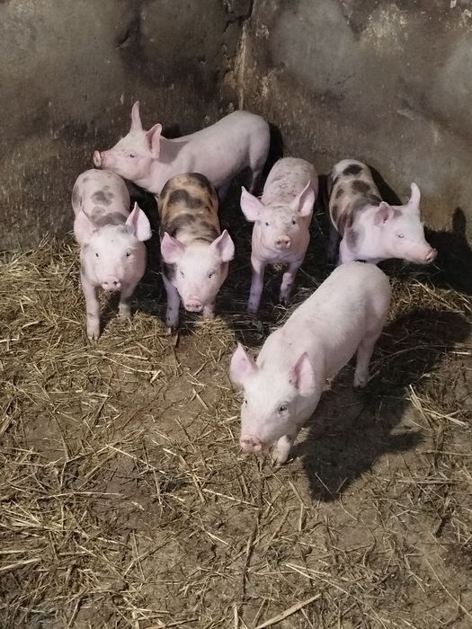 Продам поросята  Біла велика+Макстер
