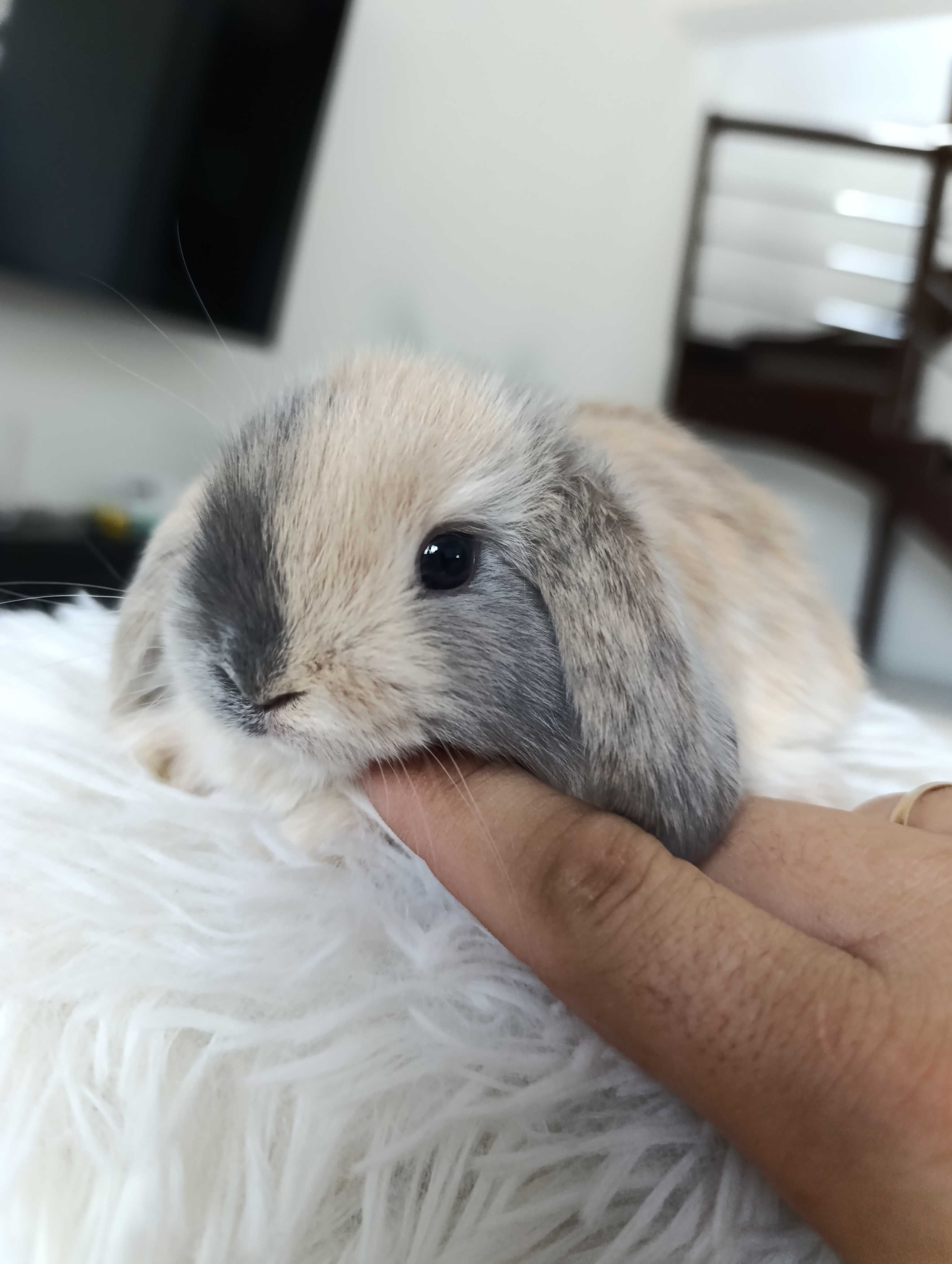 Mini lop karzełek Teddy hodowla zarejestrowana