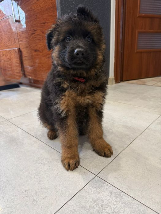 Owczarek niemiecki długo włosy