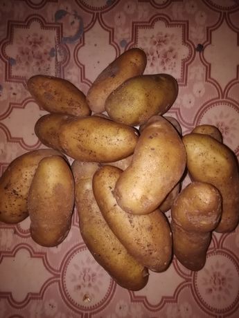 Картопля Гранада Велика