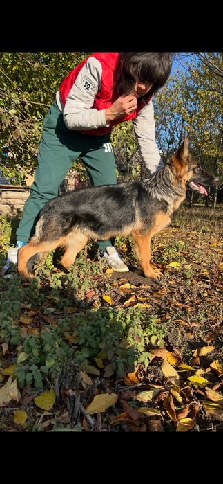 Німецька вівчарка КШ