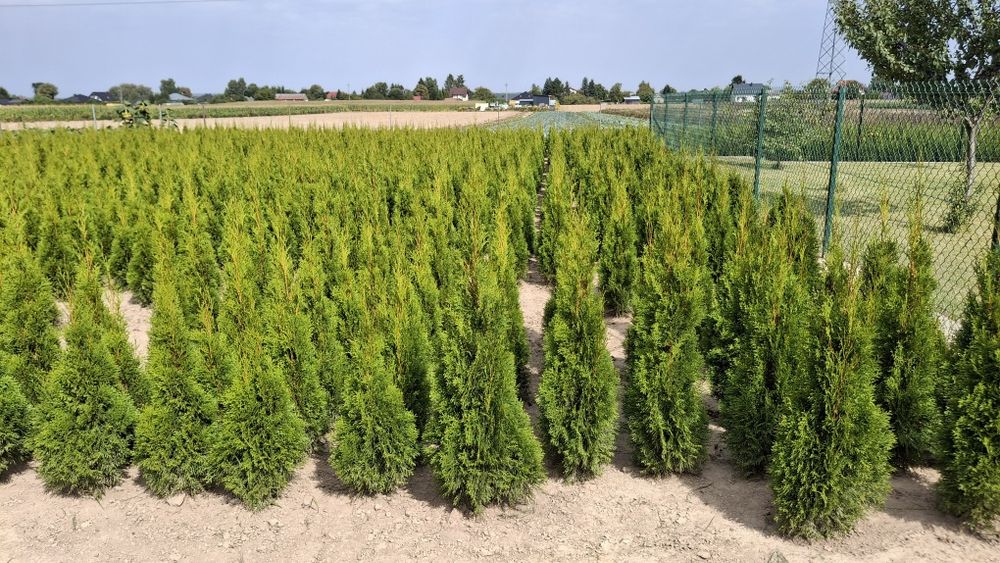 Tuja szmaragd do 130cm