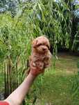 Maltipoo -  suczka