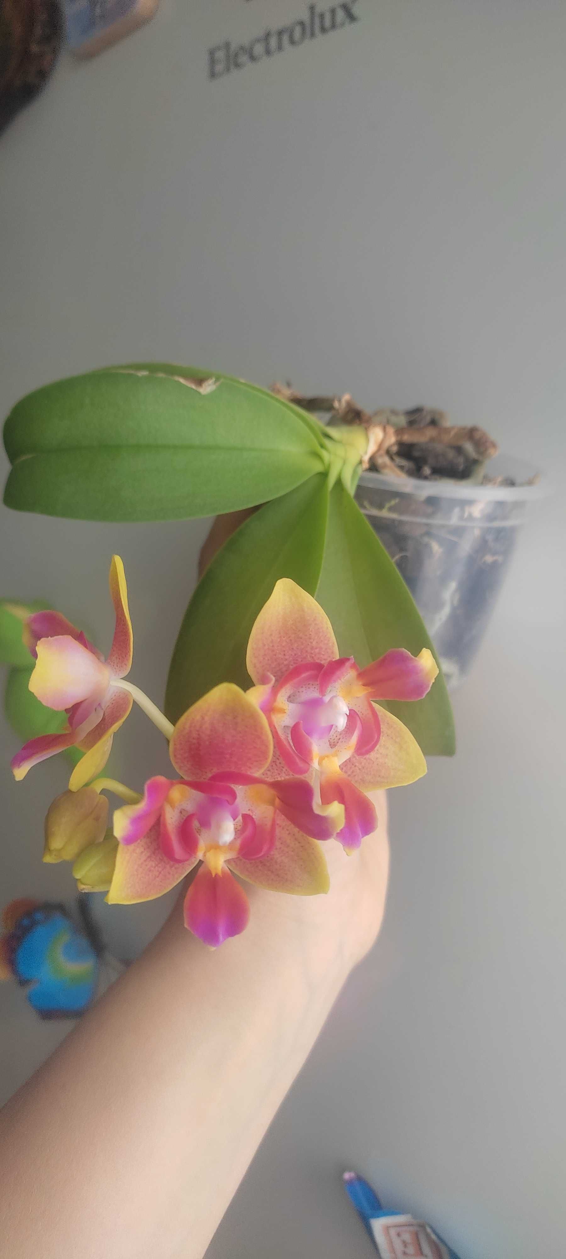 Орхідея, орхідеї триліпс арома -ціна знижена