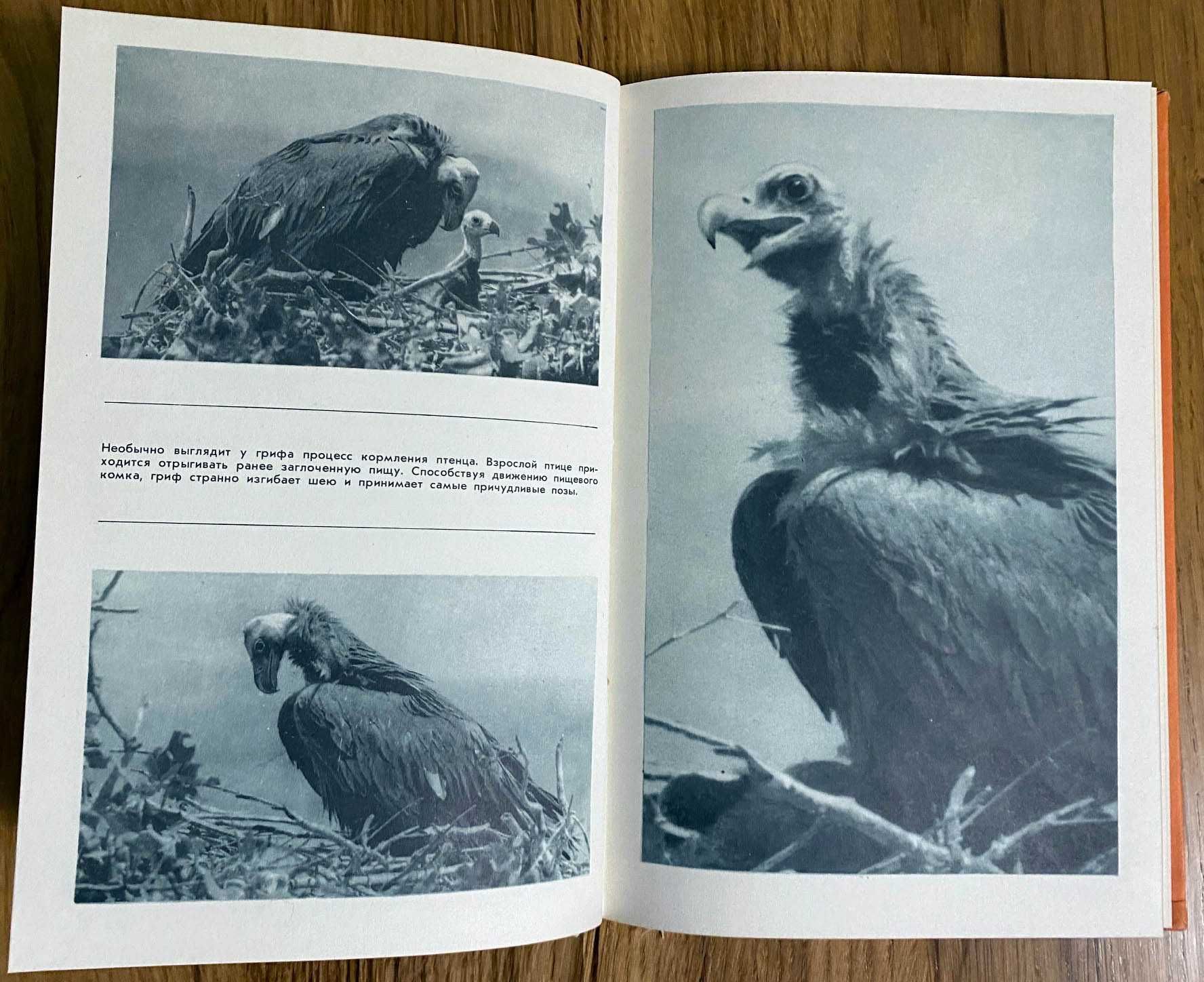 Голованова Э.Н - С фотоапаратом за синей птицей. Пособие для учащихся