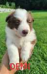 Border collie szczenię