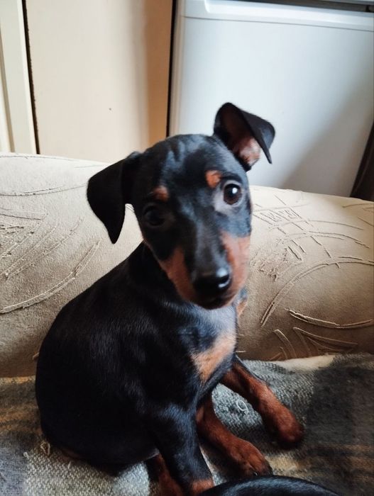 Продаю цуценят цверг пінчера