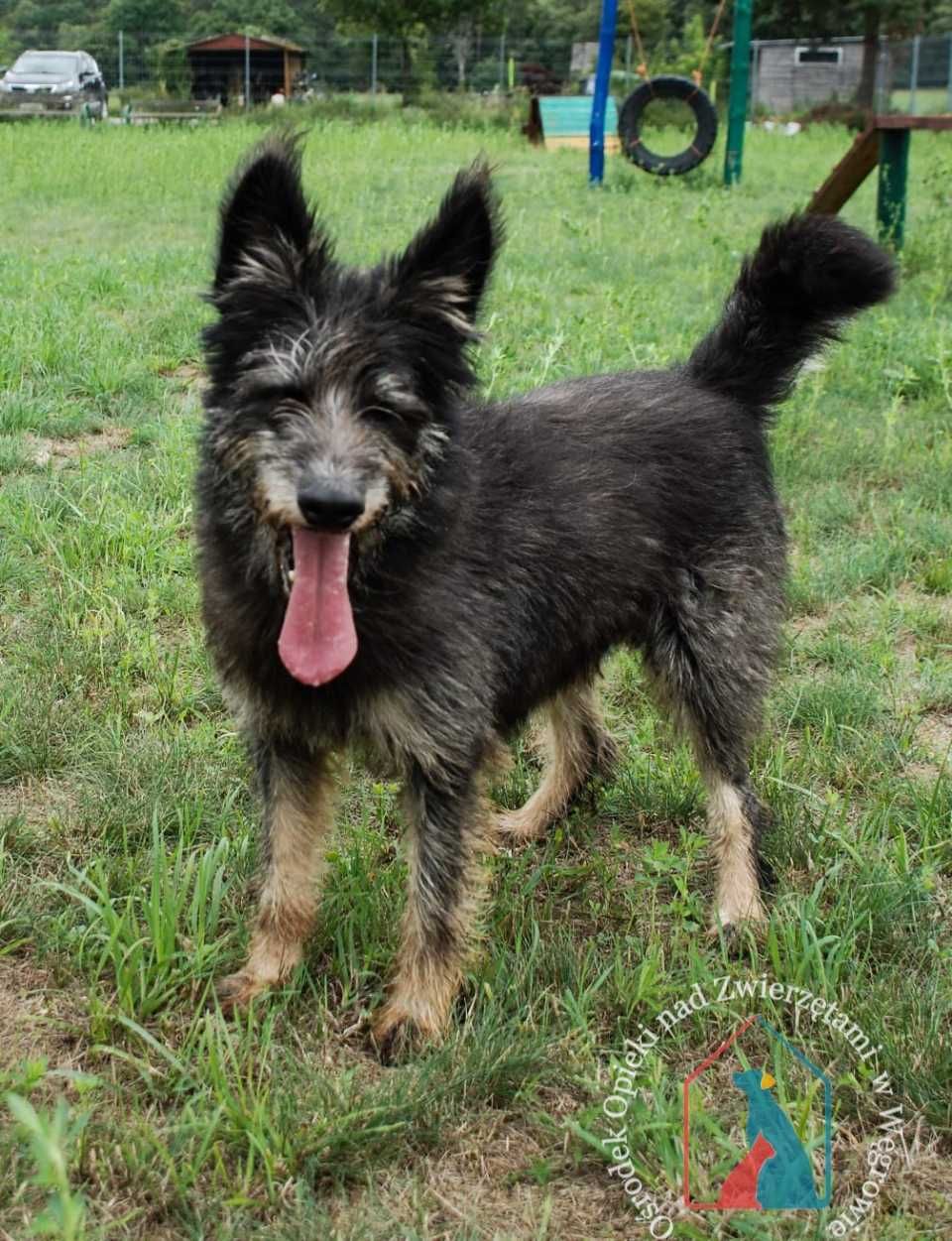 Pikey fajny, przyjazny, uroczy piesek szuka domu!