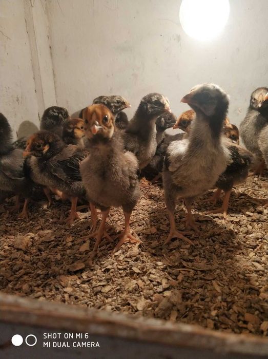 Кури, курчата віандота різних окрасів