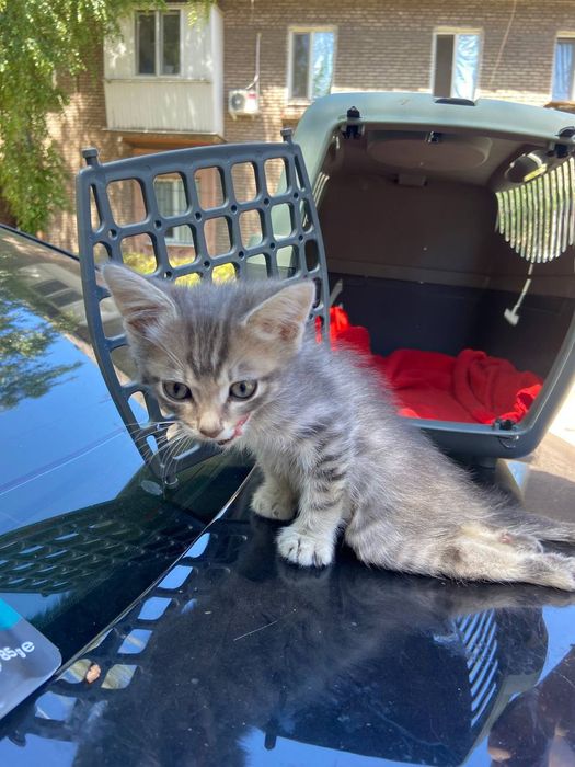 Кошеня в добрі руки