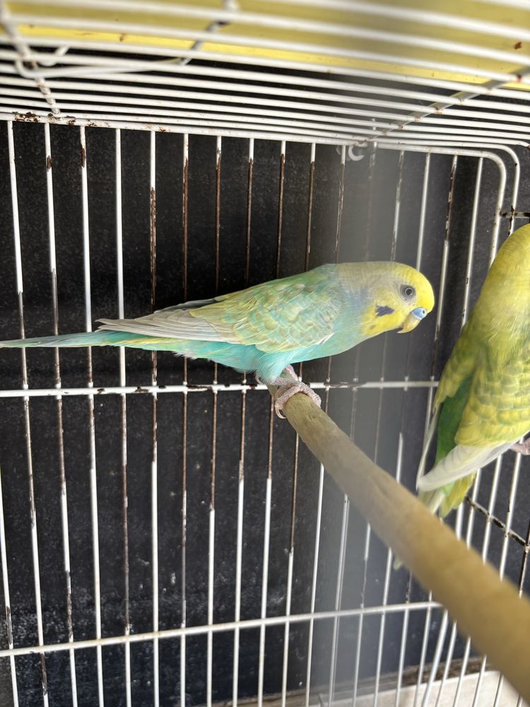 Cedo varias aves
