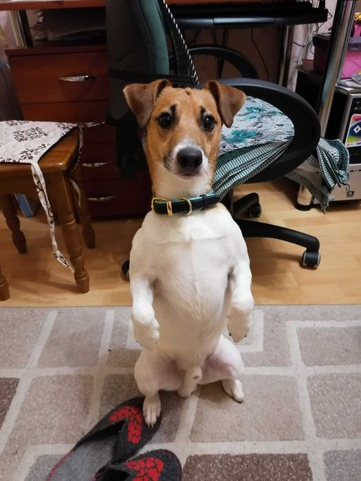 Гладкошерстный кобель парсон (джек) рассел терьер для вязки