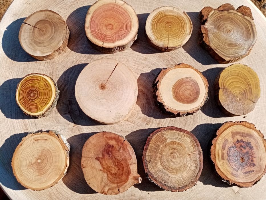 Слэб, торцевой срез дерева, спил, панно, декор из дерева