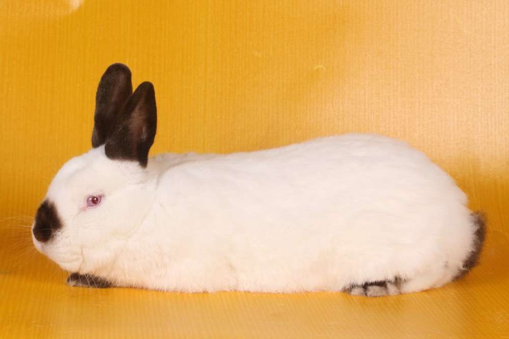 Króliki kalifornijski wystawa Brzeg Dolny