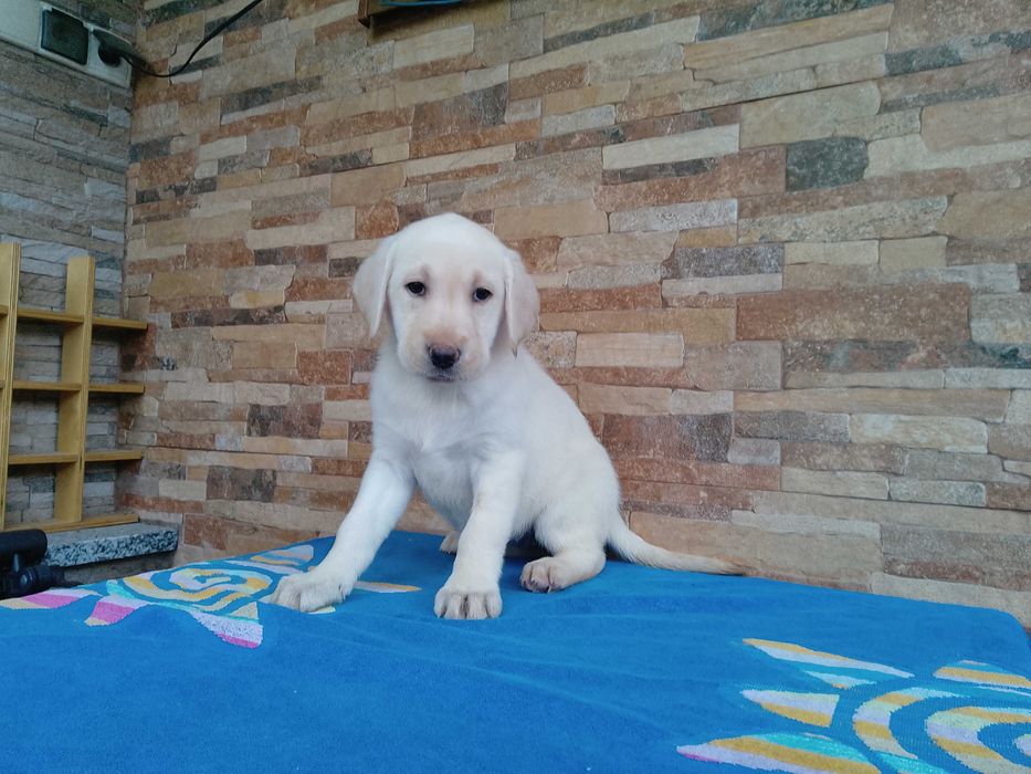 Labrador Retriever biszkopcik