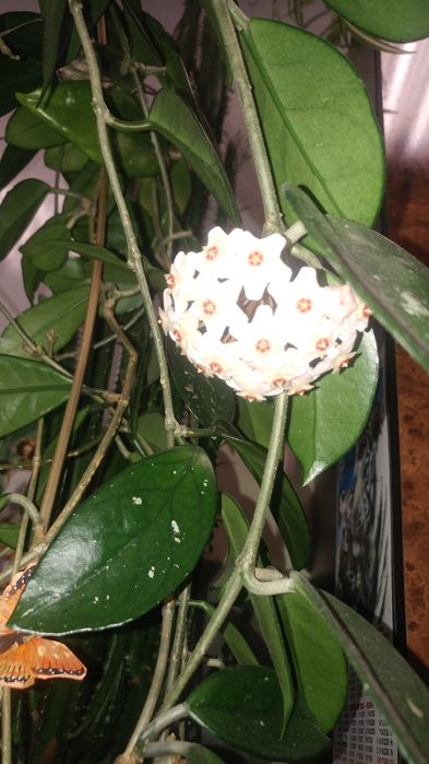 Хойя карноза мясистая