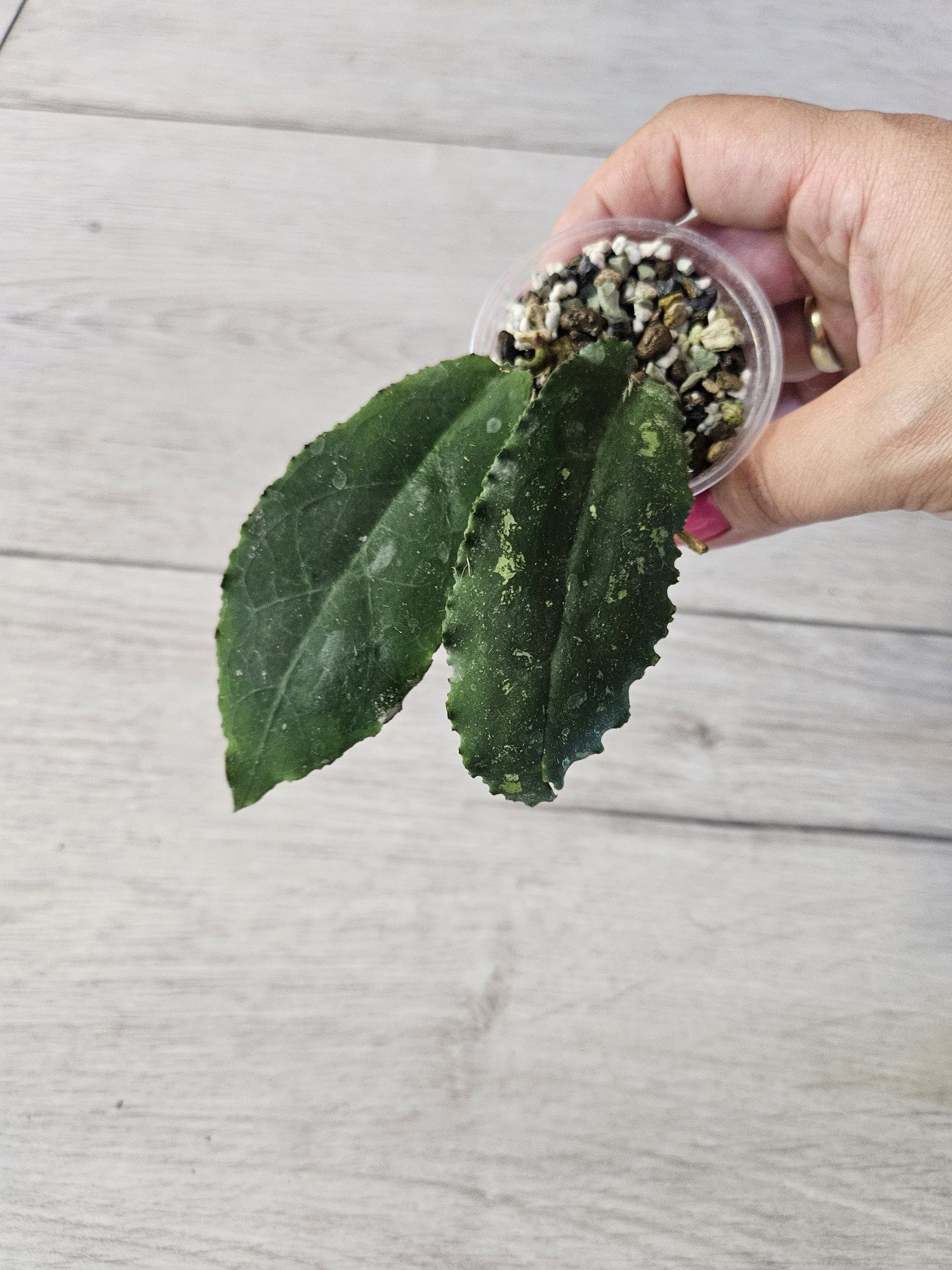 Hoya undulata Black