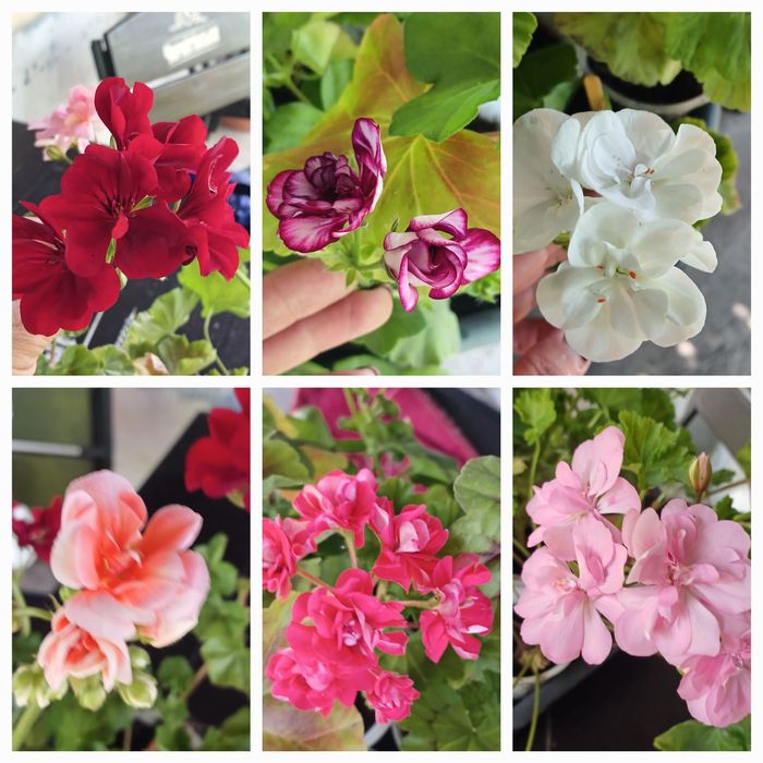 Пеларгонія зональна та ампельна