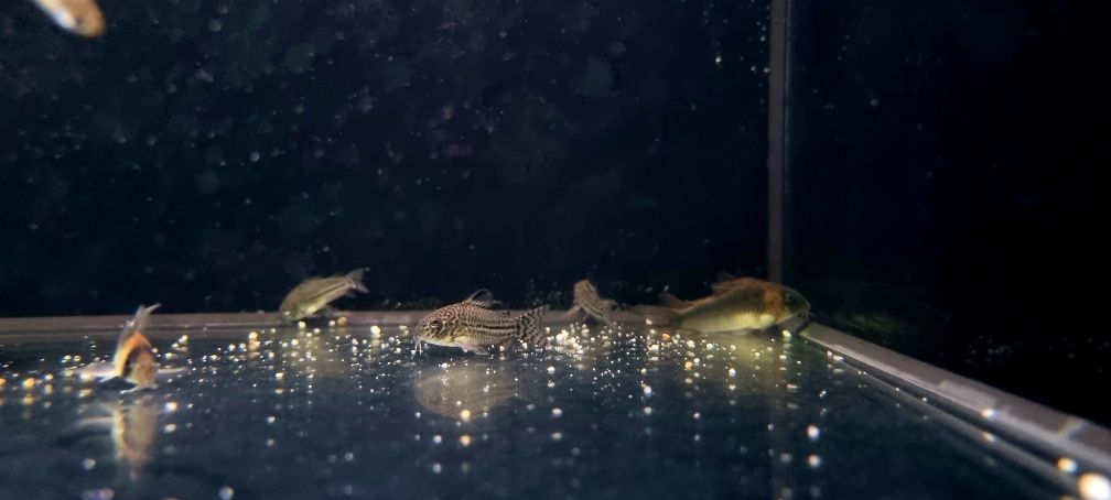 Kirysek juli/ kiryski nakrapiane/ corydoras julii