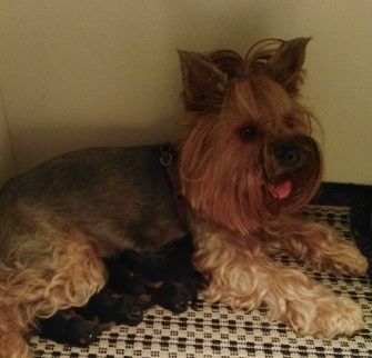 Yorkshire terrier