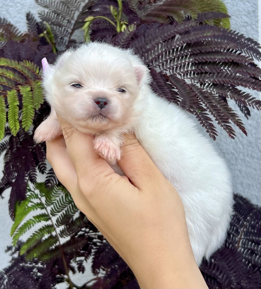 Szpic miniaturowy ,pomeranian cudny chłopczyk