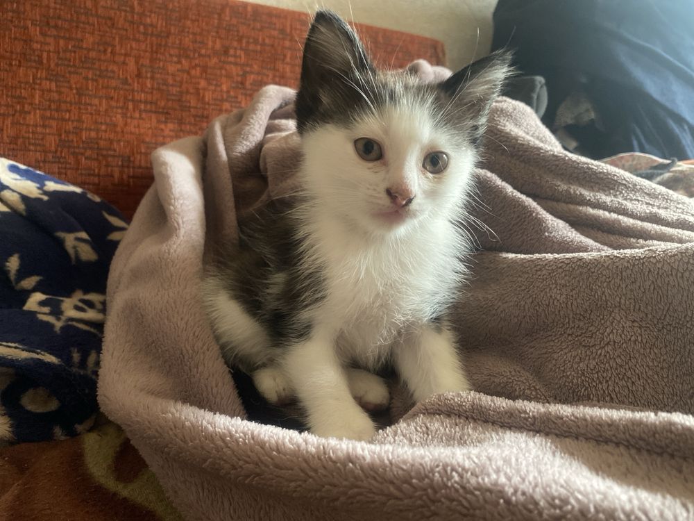 Кошенята шукають родину