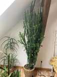 Wilczomlecz   Kaktus Euphorbia kwiat domowy