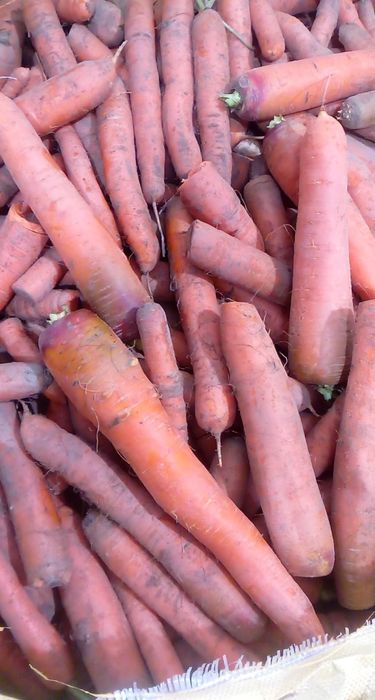 Marchew duża prosto z pola, duża ilość