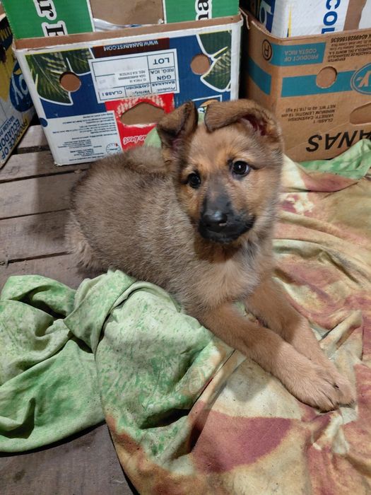 Отдам щенка в хорошие руки