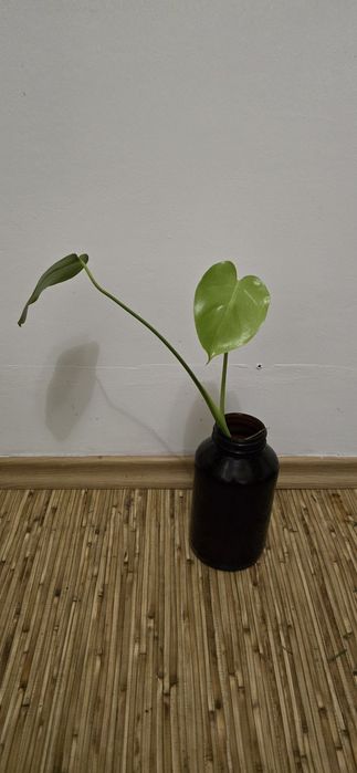 Монстeра Деликатесная