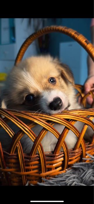 Вельш Корги Пемброк