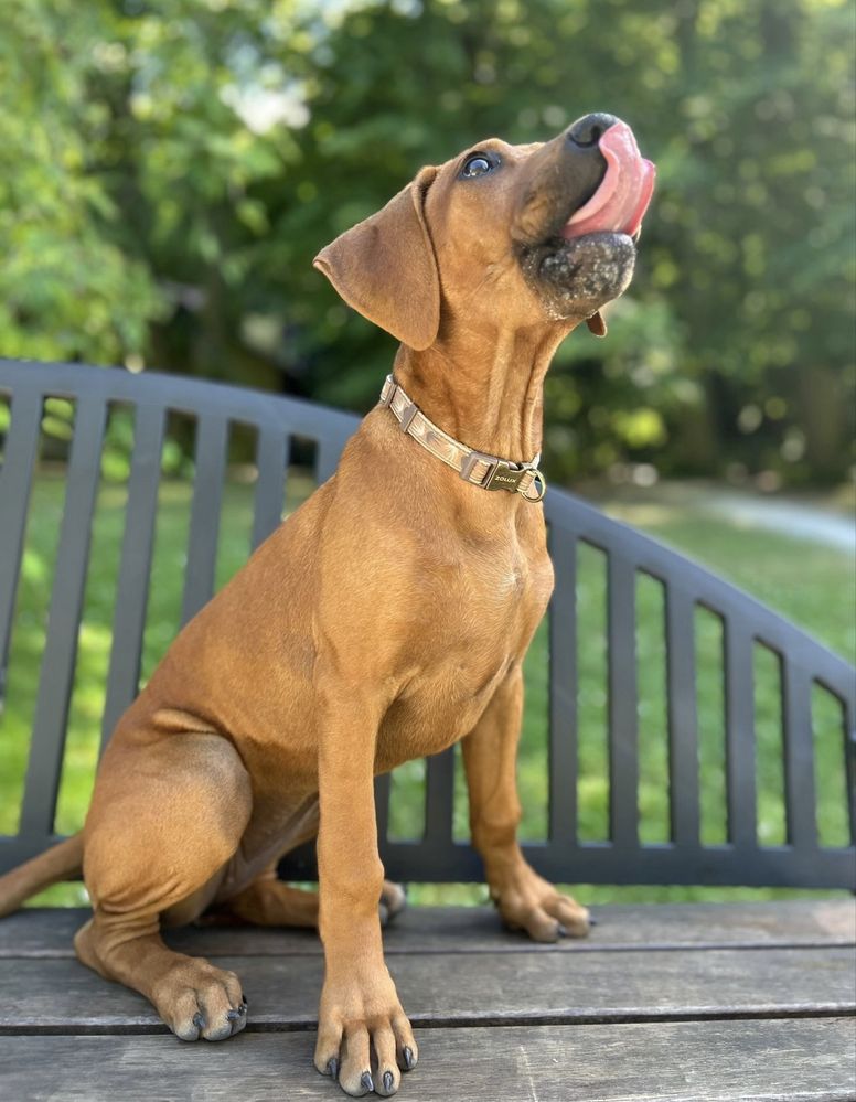 Rhodesian Ridgeback, suczka, gotowa do zmiany domu, ZKwP/FCI