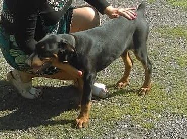 Śliczna sunia doberman