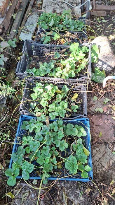 Рассада клубника Румба