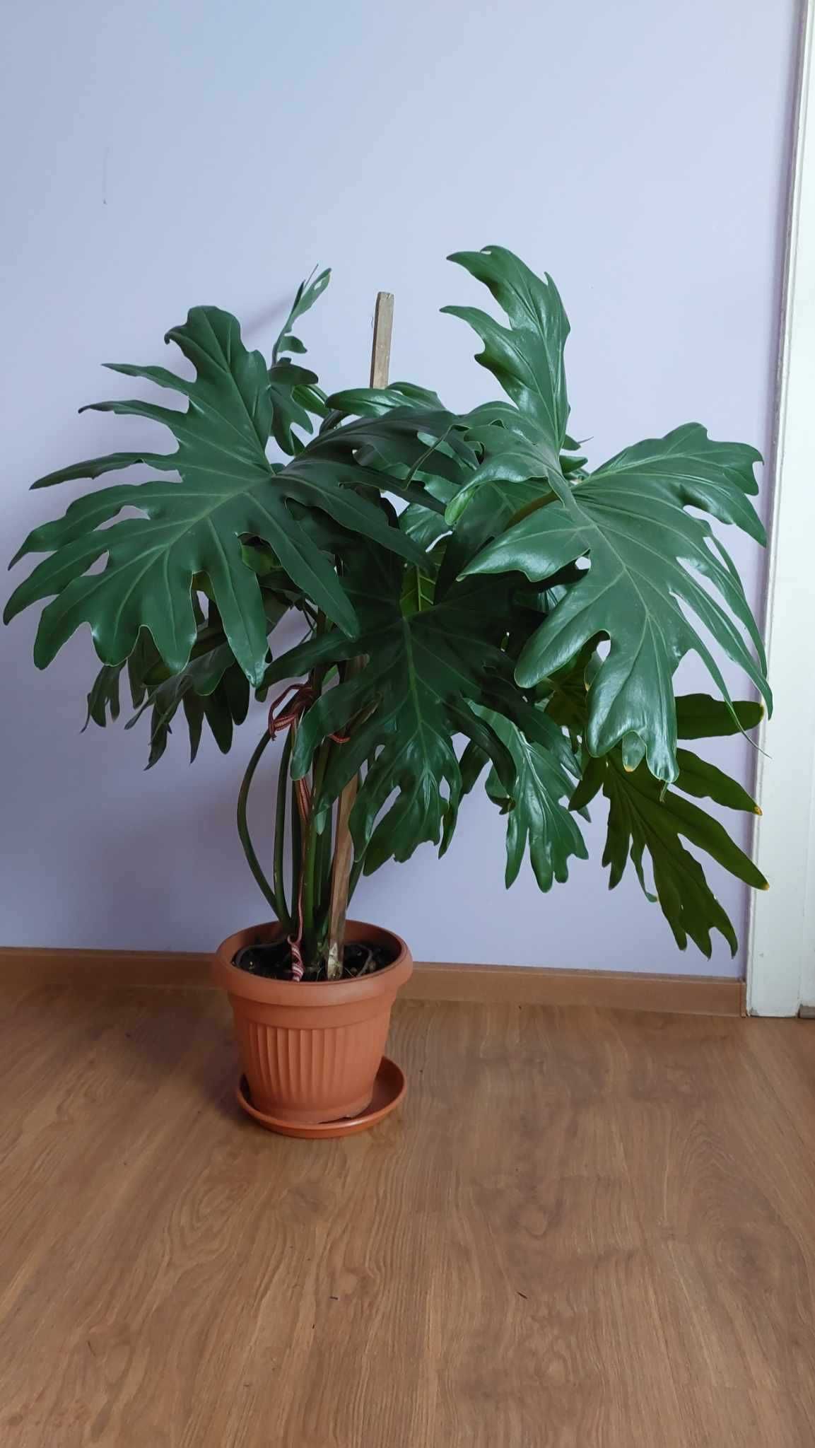 Philodendron roślina 100 cm