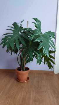 Philodendron roślina 100 cm