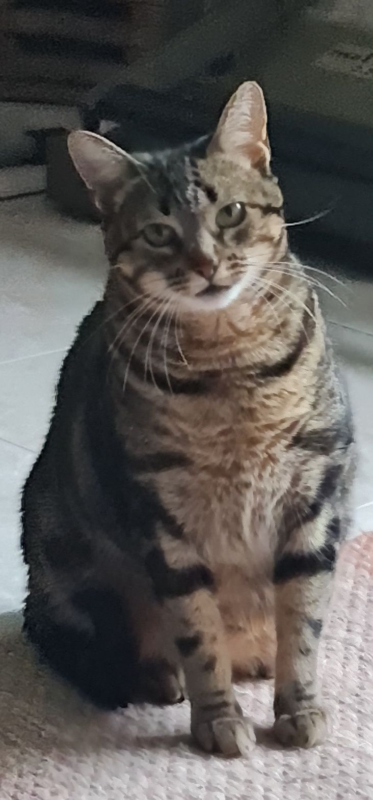 Gatinha para adoção, por motivos de saude da dona.