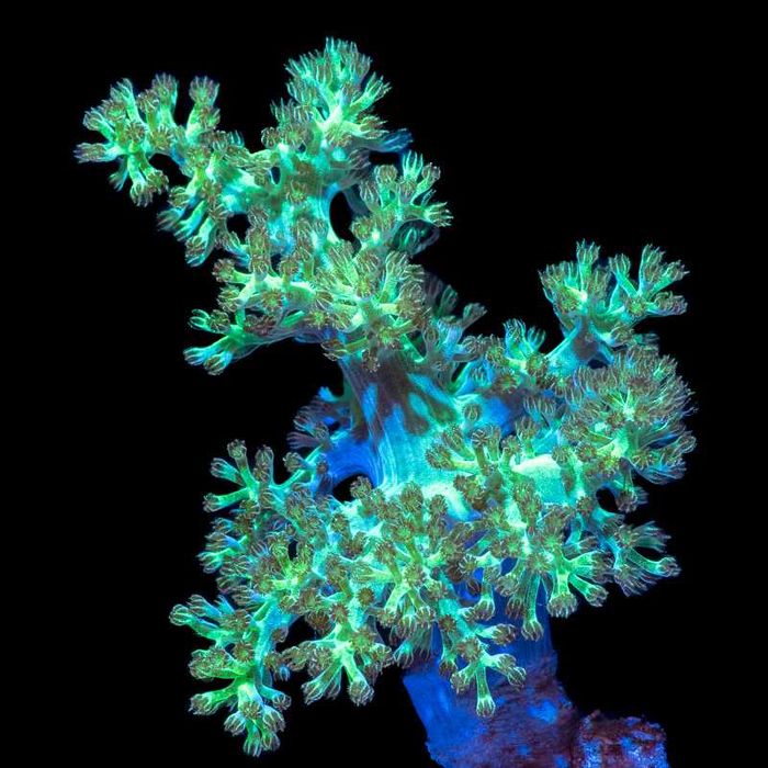 Vendo várias espécies de Corais